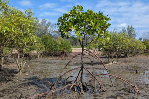 Mangroves_Nice-mangrove_Cass-Hayward-1-1024x683