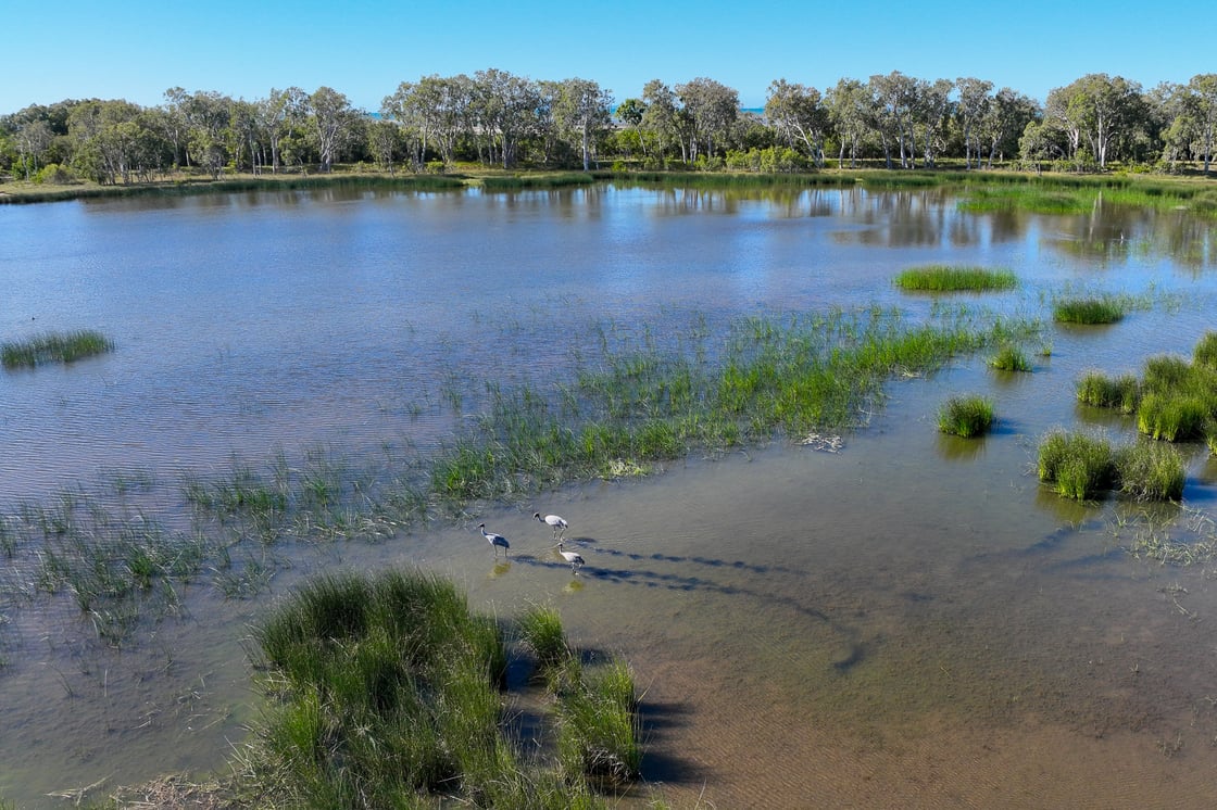 Sandringham Wetlands