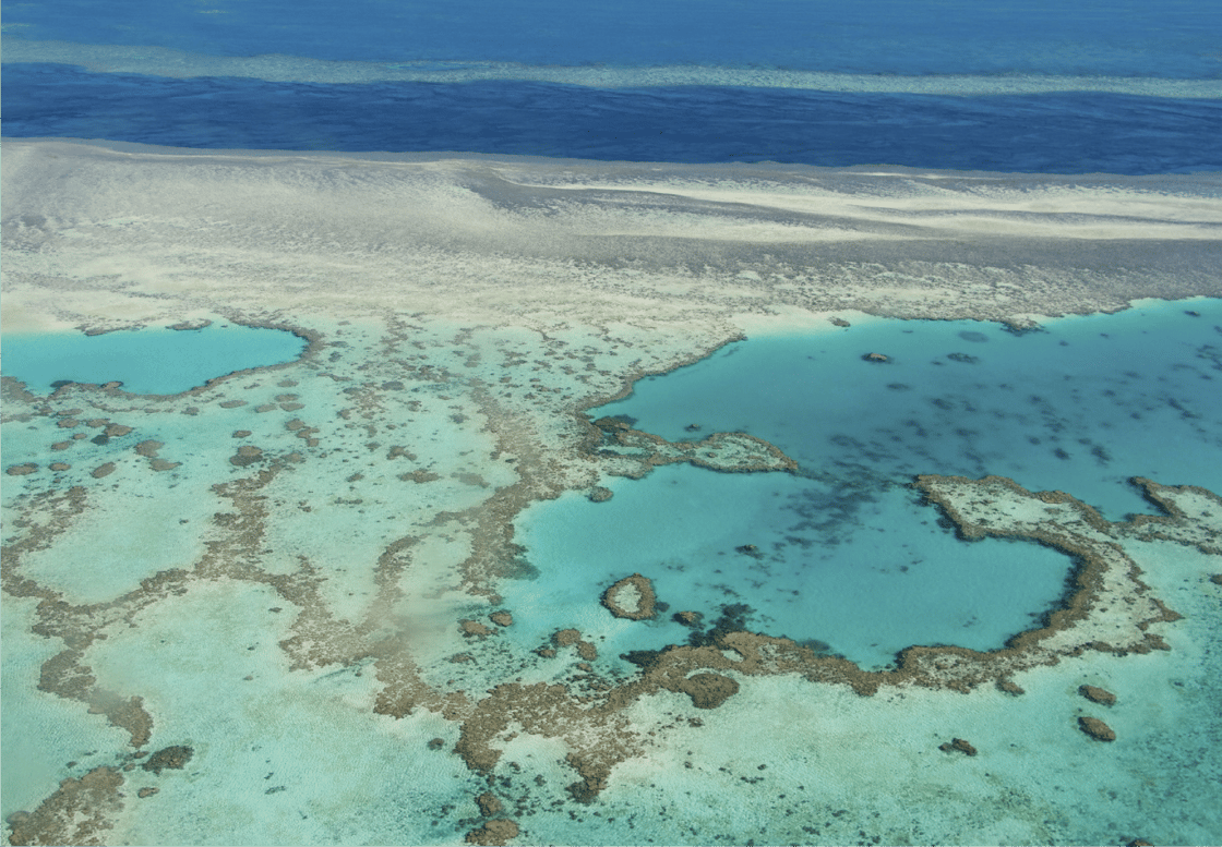 reef (1)
